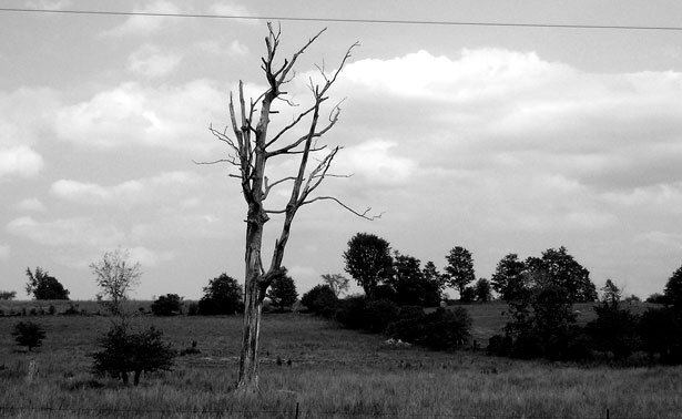 The Ghost of a Sister Who Does Not Love&nbsp;Me